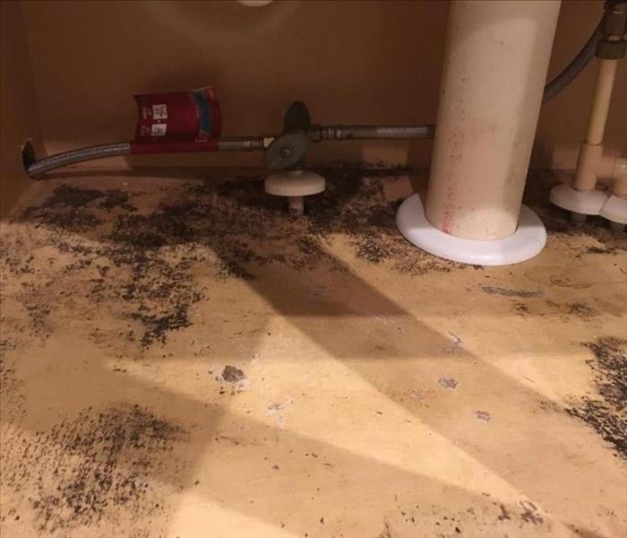 mold found under a sink